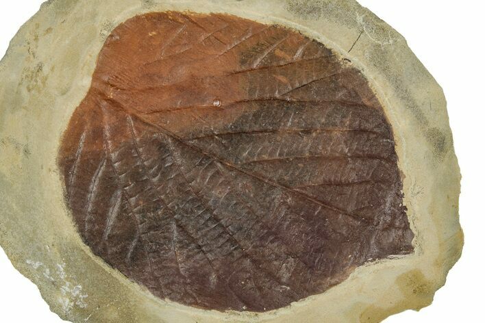Fossil Leaf (Beringiaphyllum) - Montana #262360